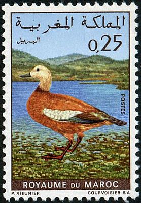 1970 - Птицы